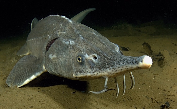 Будет ли осётр истреблять омуля?