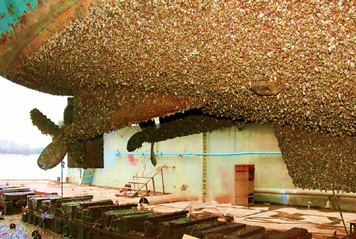 "Морская шуба" для кораблей: как ракушки за год превращают суда в неповоротливые бочки