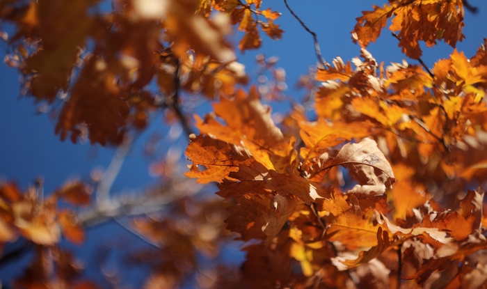     ,         ,     .      tiltshift).
