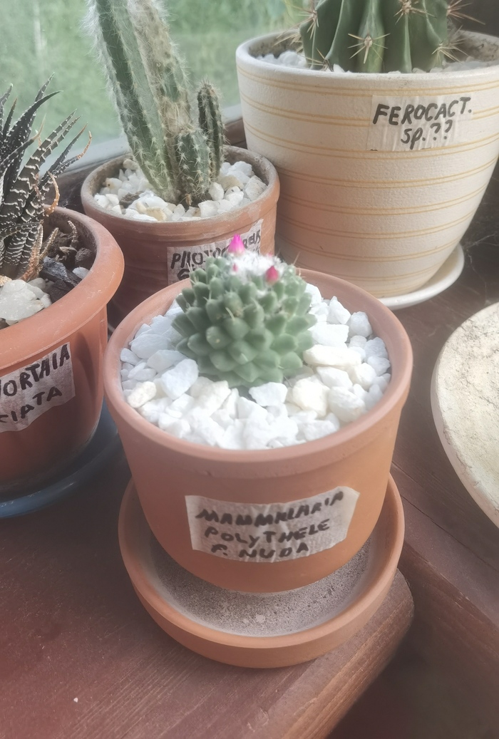 "Ёжик" собрался цвести, конец июля