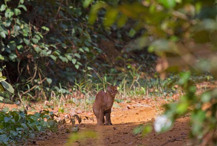 Самка золотой кошки.
