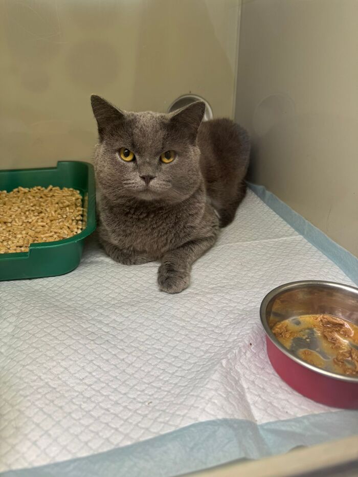 ���������� ���