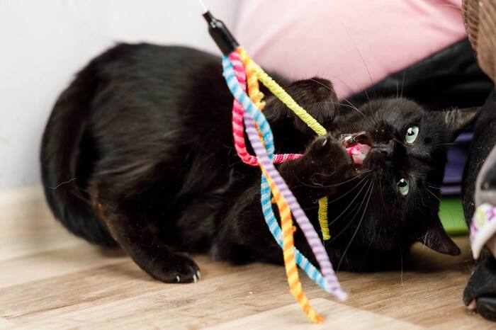 Нежная Кошечка Черешня ищет дом !