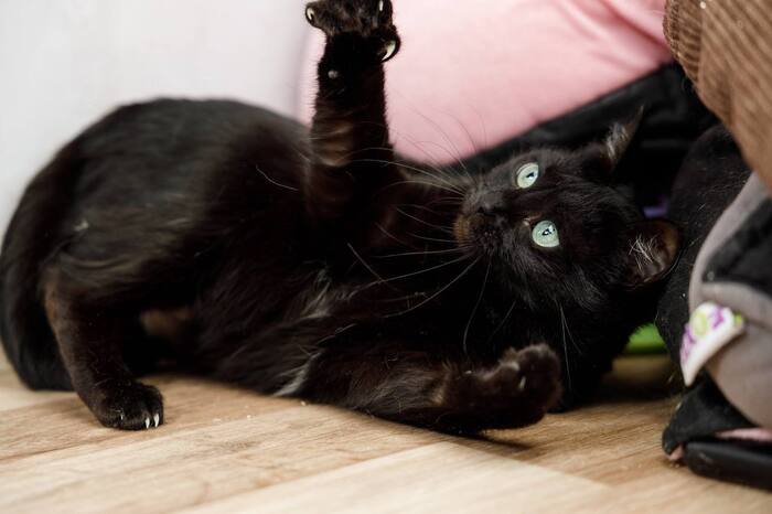 Нежная Кошечка Черешня ищет дом !