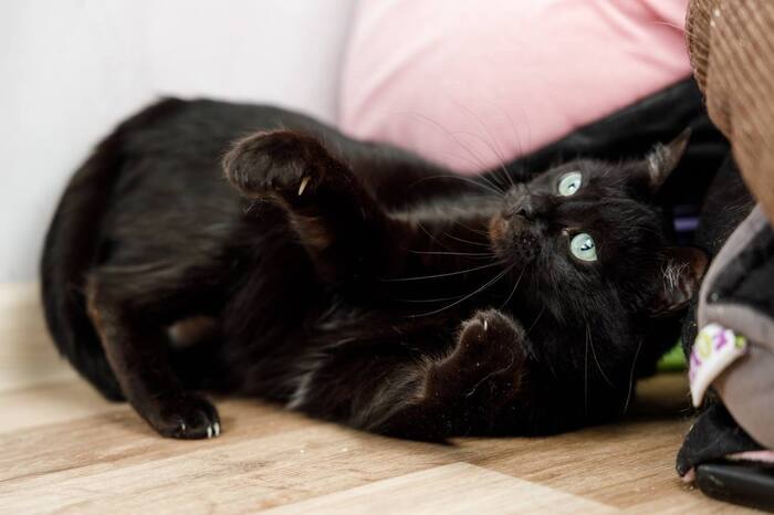 Нежная Кошечка Черешня ищет дом !