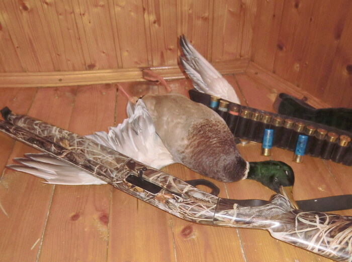 Селезень добытый с первым моим полуавтоматическим ружьём Армсан 612.