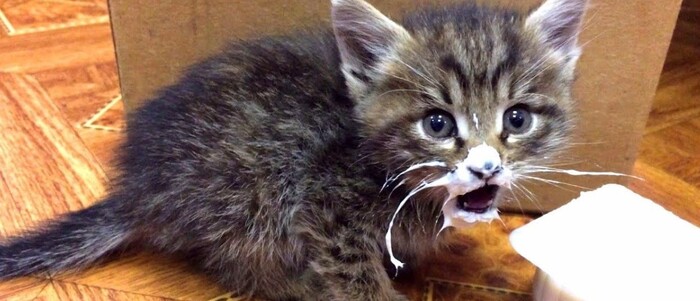 Чем кормить котенка: сухой корм, натуральное питание или смешанный рацион?