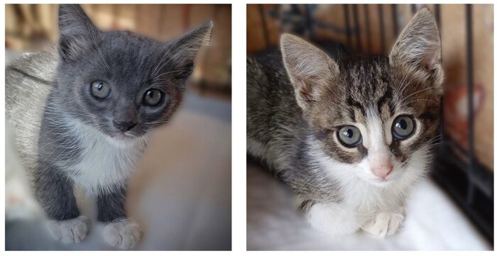 Детки из Холодной клетки ищут добрые семьи!