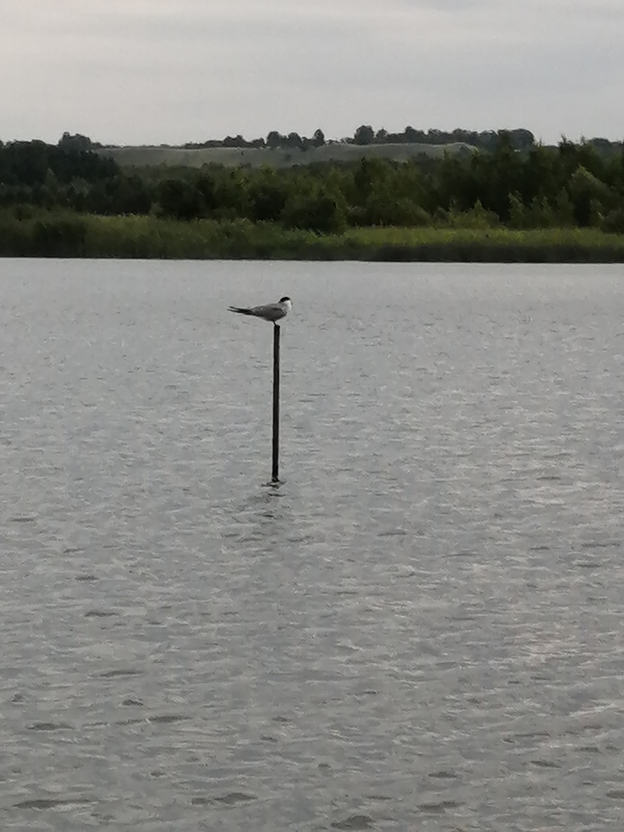 Старшие сразу поймут - волк плывёт!