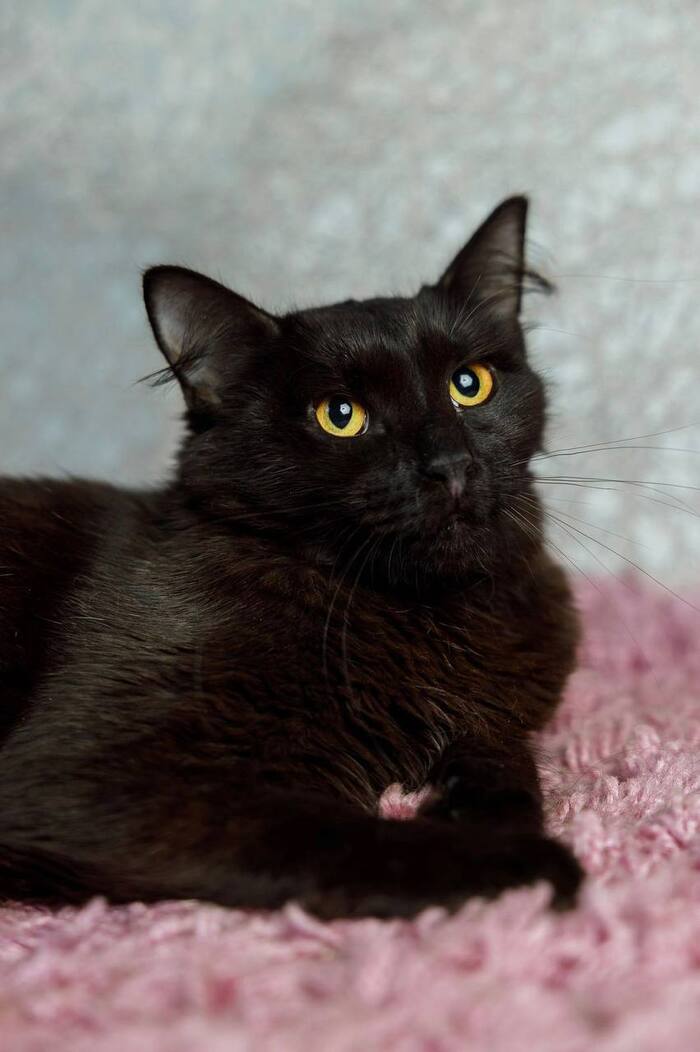 Кошечка Агата, прошедшая сложный путь, ищет дом!