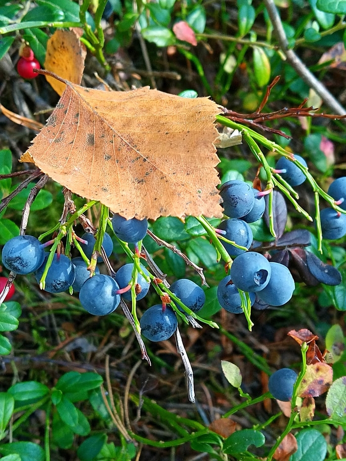 ���-�� � ������� ����...