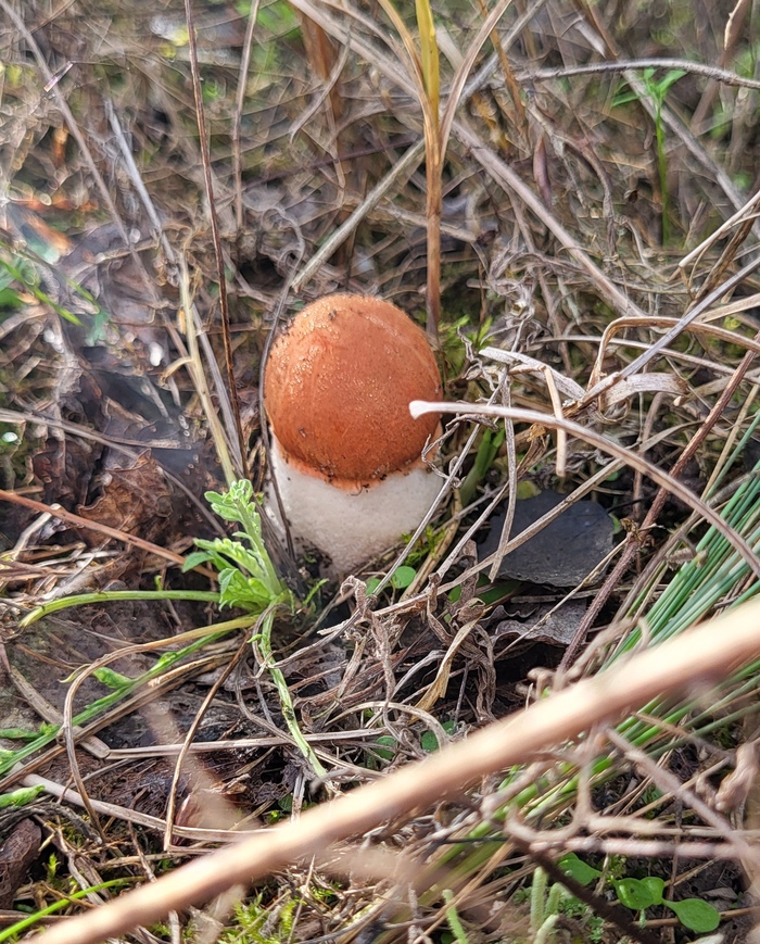 Подосиновик