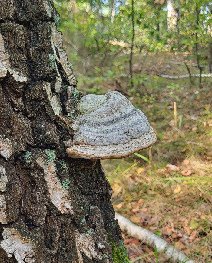 Старый трутовик