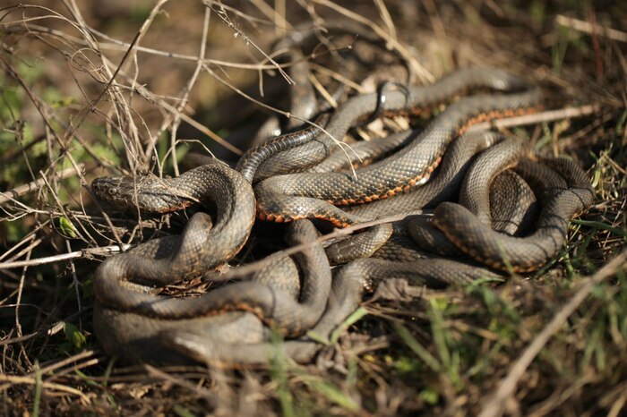   (Natrix tessellata),  .   " ()"