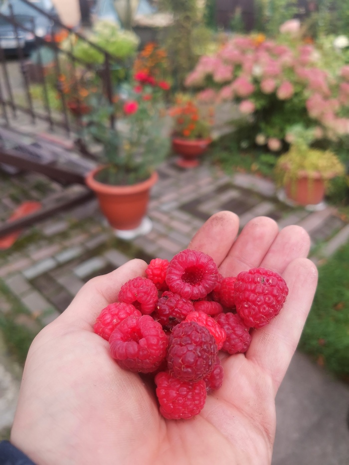 Последний урожай