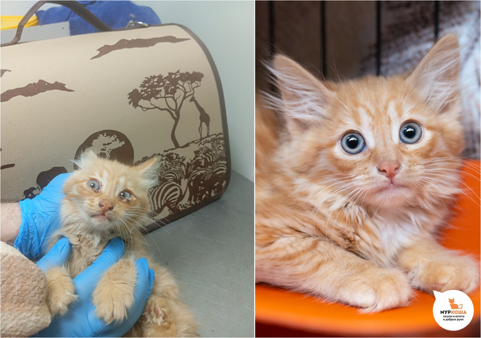 Котёнок Солана, 3 месяца. Уехала из приюта домой 30 августа 2025 года.