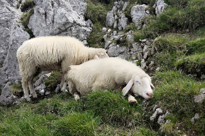 Беззаботные овечки на высоте 2300м над уровнем моря.