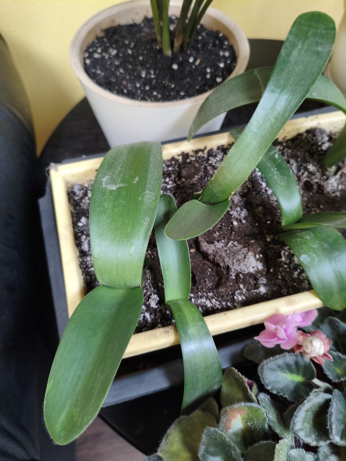 Помогите узнать что за растение