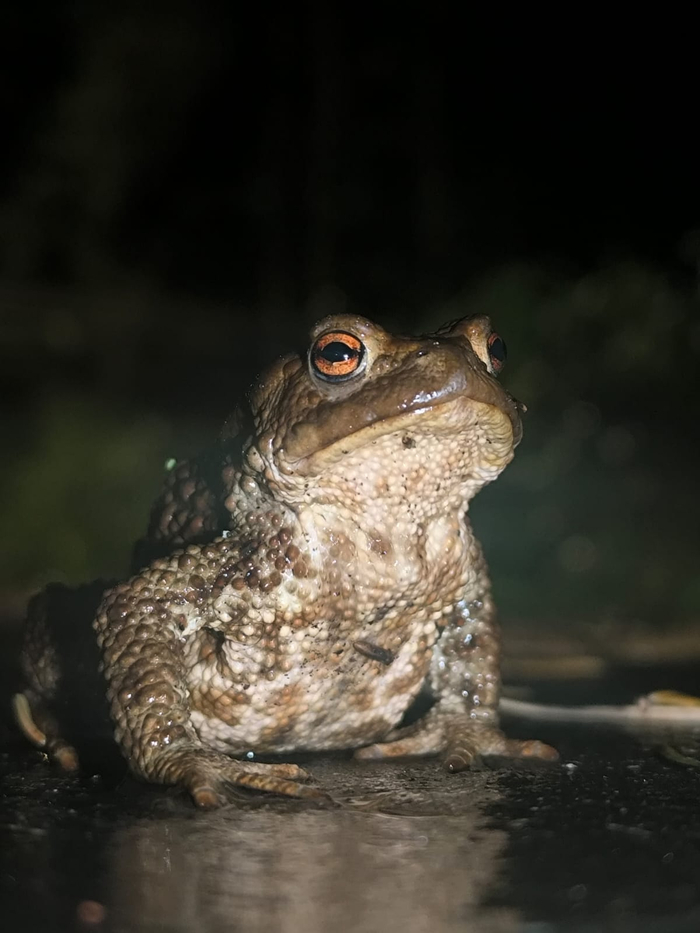 Грустная осенняя среда, мои чуваки ...