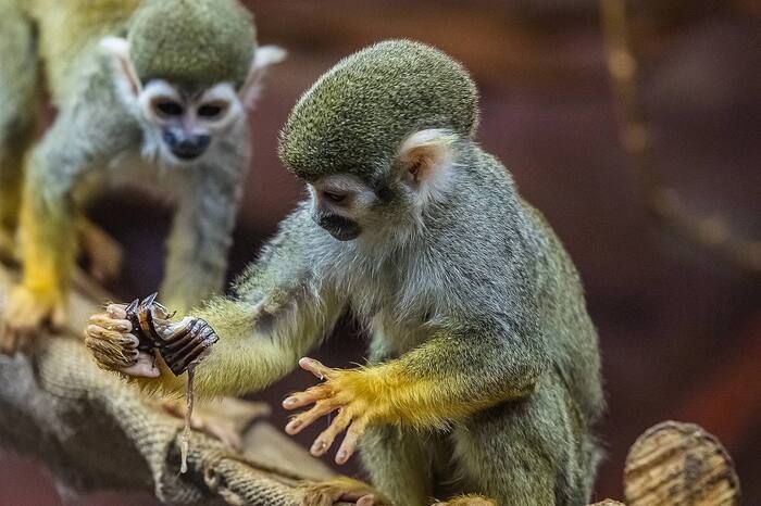 Большой мозг – это, конечно, хорошо, но что это такое – разобраться не могу.