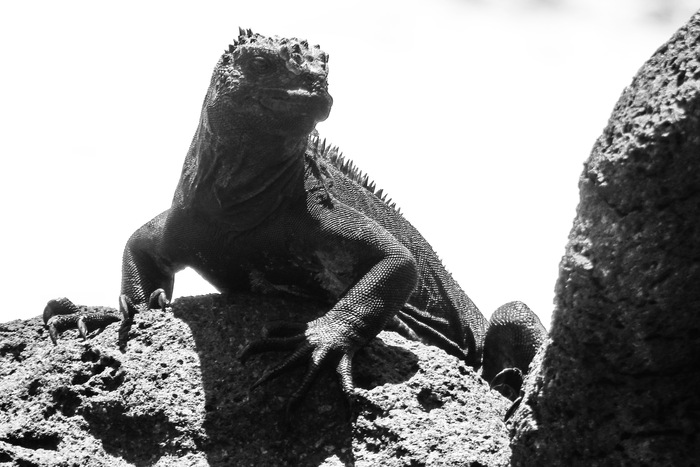 Морская игуана