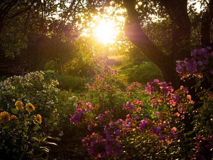 Сгребал скошенную траву и, подняв голову, увидел замечательную картину! Бросив грабли и перчатки, побежал в дом за фотоаппаратом. Не всегда удаётся передать камерой момент, как чувствуешь его сам, но в этот раз, мне кажется, получилось неплохо.