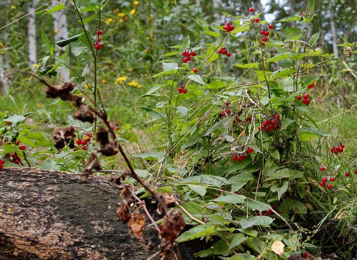 Паслен сладко-горький. Фото с сайта <!--noindex--><a href="https://pikabu.ru/story/yadovityie_yagodyi_post_3_13223255?u=http%3A%2F%2Flivejournal.com&t=livejournal.com&h=af420cb70eb7b4a740d0de2e1f38de125dc71384" title="http://livejournal.com" target="_blank" rel="nofollow noopener">livejournal.com</a><!--/noindex-->.