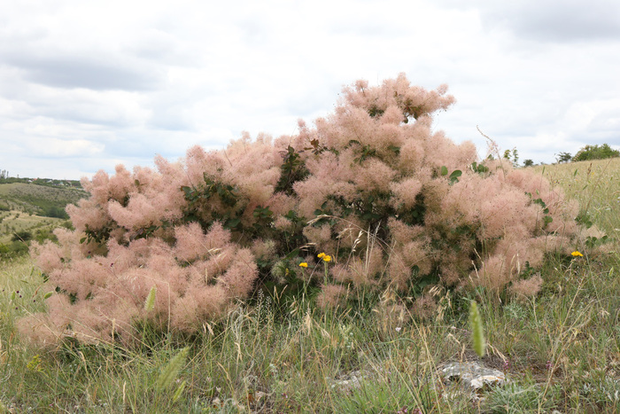 Скумпия кожевенная летом – как розовое облако. Фото А. Фатерыга.