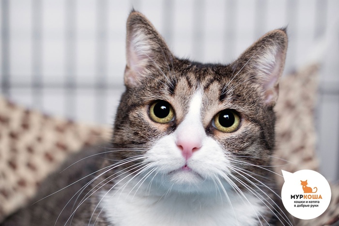 Кот Арстан, 6 лет, найден в промзоне.