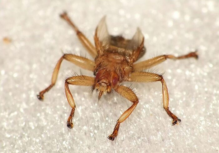 Ответ на пост «Нападения медведей в Петропавловске Камчатксом»