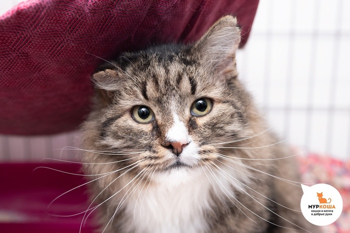 Кот Курт, 11 лет, найден на улице. Диагностирован ВИК. Пристраивается единственным котиком или в семью с кошками-носителями ВИК. Обращаем внимание, что ВИК не опасен для человека и животных других видов и не передается им. Требуется внимание к здоровью.