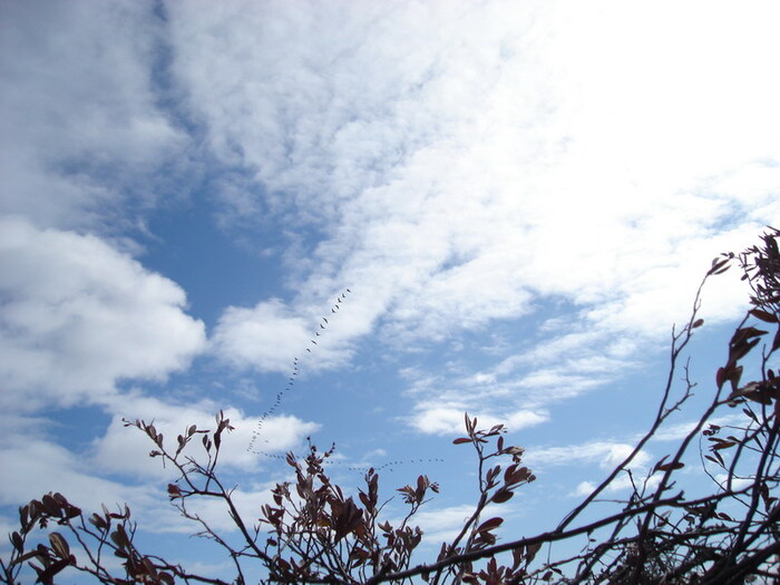 Гусиная стая летит всегда высоко. И искусство охотника состоит в умении приманить её.