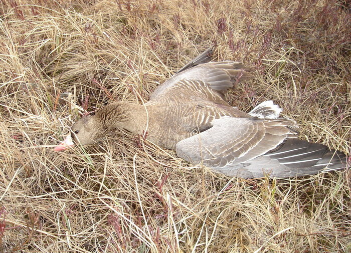 Мой когда-то первый добытый гусь