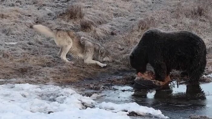 Продолжение поста «Миш, а Миш... Поделись мяском?!»