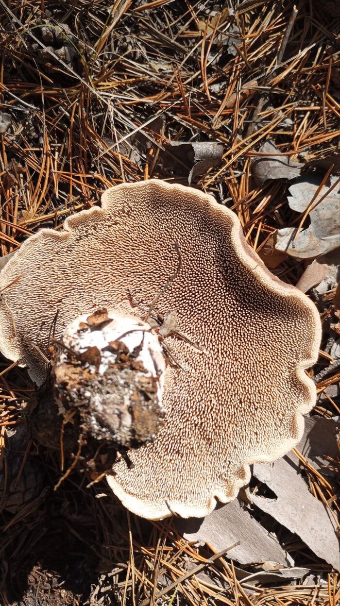 Ежовик, по началу думал гриб несъедобный, пока друг не сказал что этот гриб пиздец какой вкусный, так оно и оказалось, орехово кофейный вкус и аромат