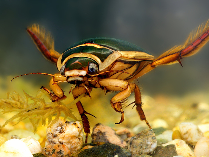 Плавунец вида Dytiscus marginalis.