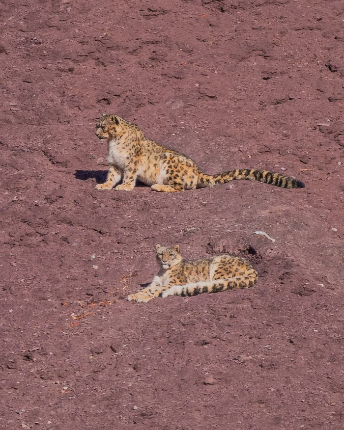 Редкий шанс увидеть взрослых ирбисов-одиночек вместе