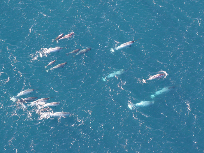 Фотография: Доктор Кристин Лэйдр.