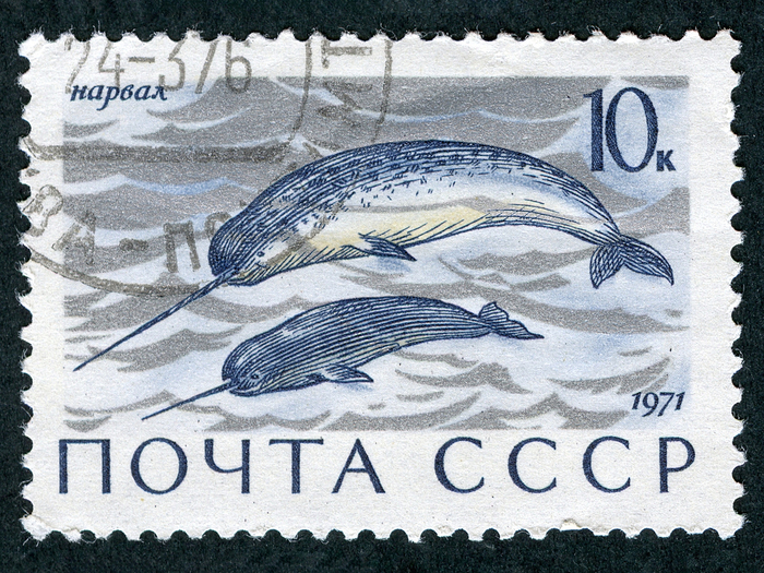 Почтовая марка с нарвалом, Почта СССР.