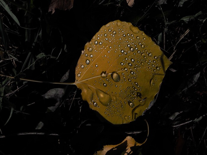 Лист осенний...