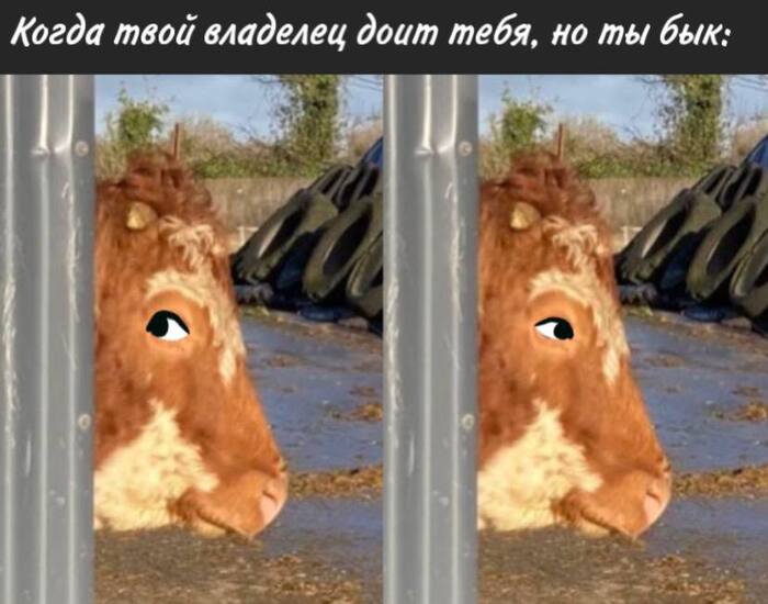 Memes