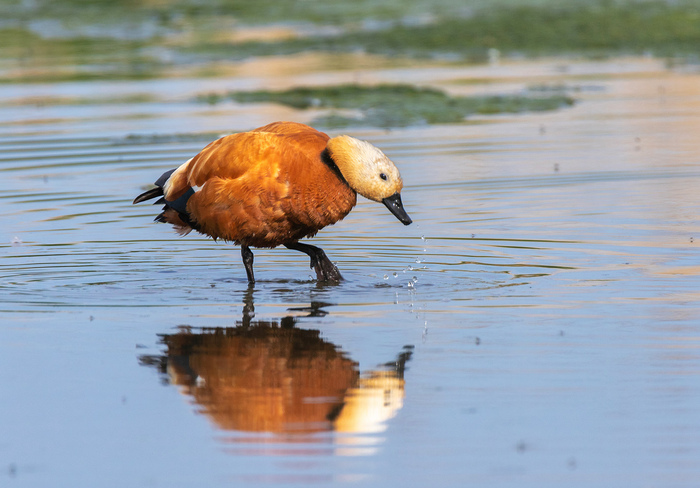 Огарь на мелководье