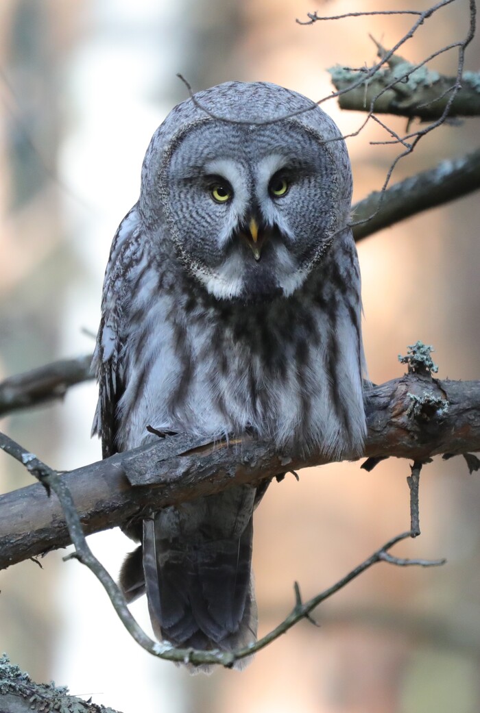 Мышь мешаю ловить. Сердится