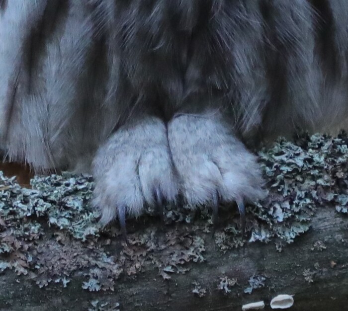 Лапки, говорю!