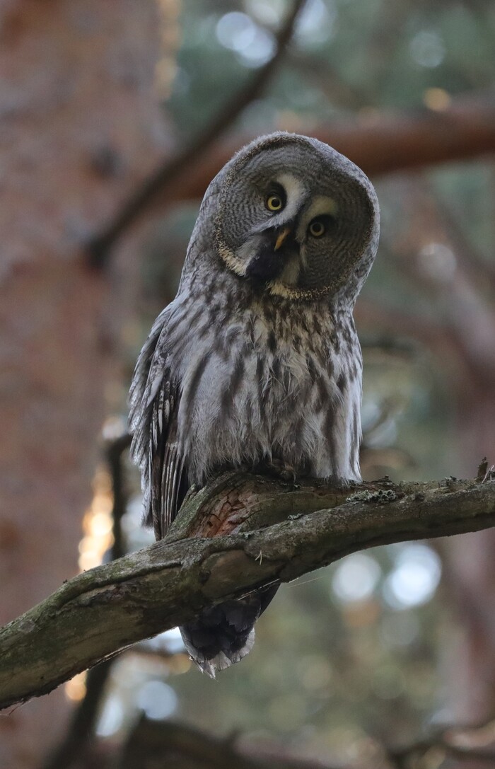 Бородатая неясыть. Огромная как грузовой вертолет