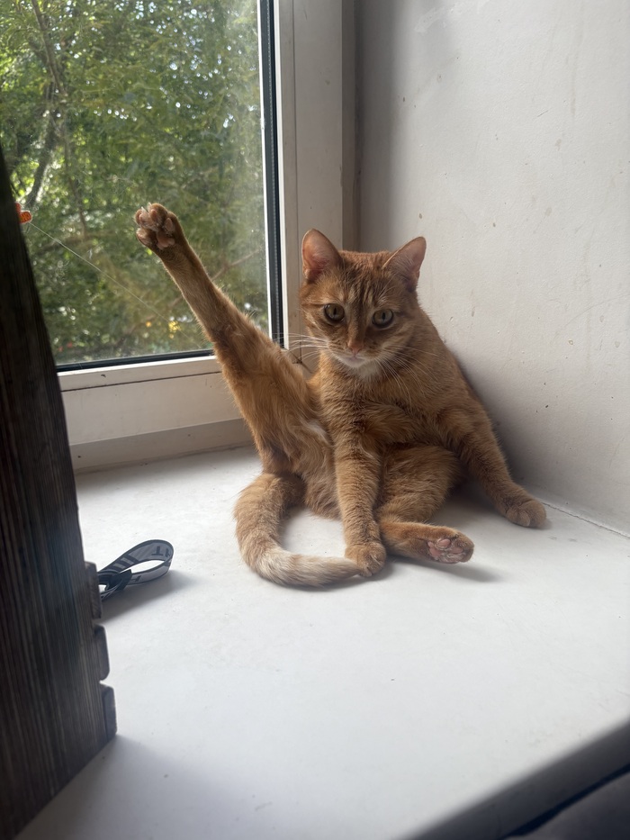 Утреннее «Хоба»