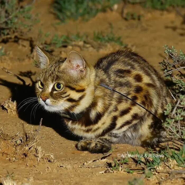 Внимательный наблюдатель