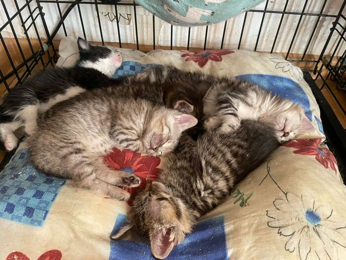 Тихий час. А как вы проводите воскресенье?