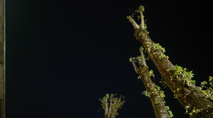 Звёзды и тополи