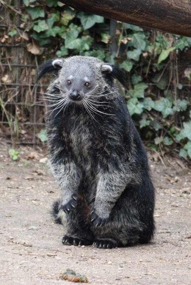 Это Бинтуронг!